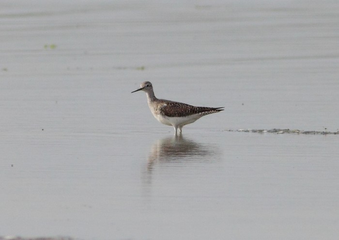 Lesser Yellowlegs
