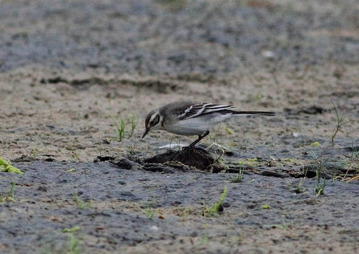 Citrine Wagtail