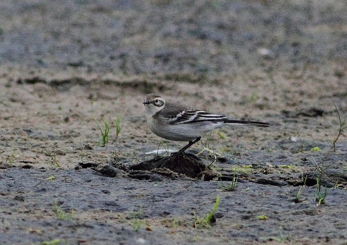 Citrine Wagtail