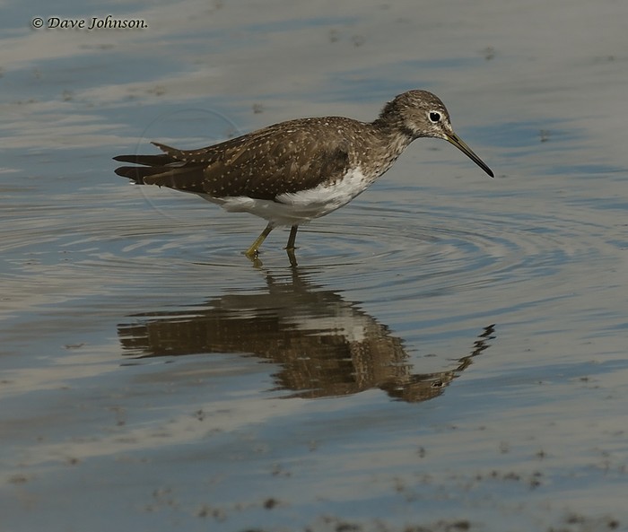 Green Sandpiper