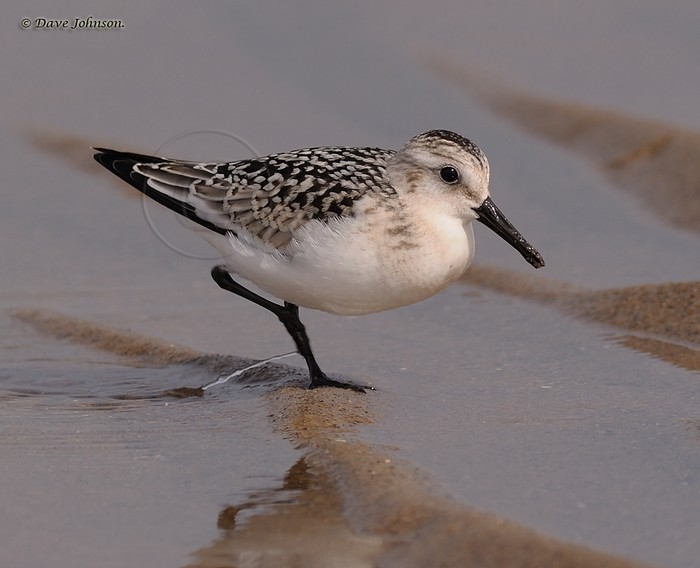 Sanderling