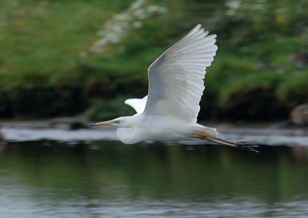 Great White Egret