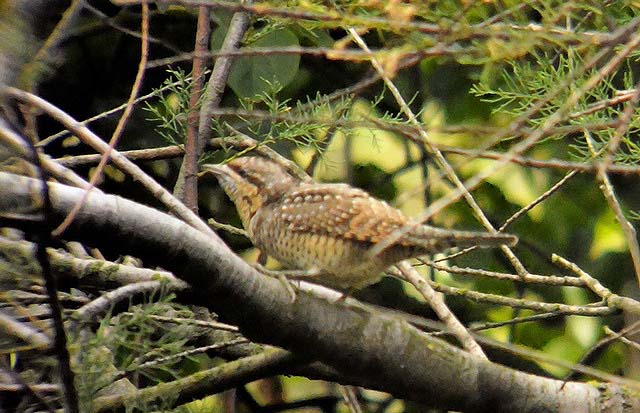 Wryneck