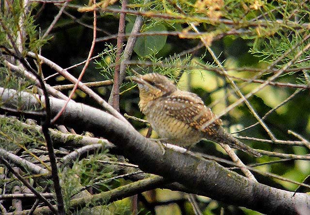 Wryneck
