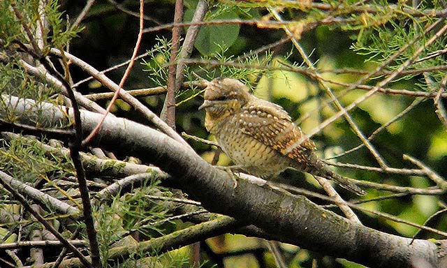 Wryneck