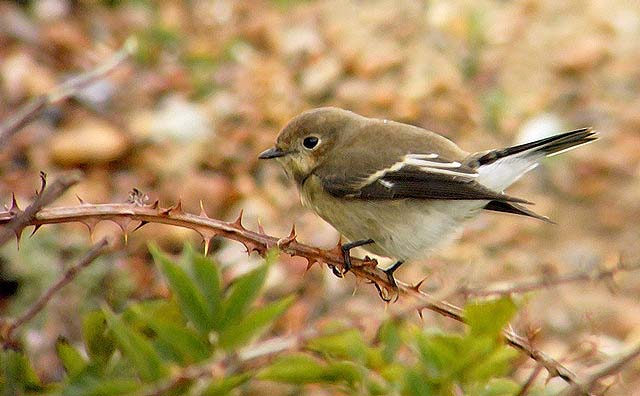 Pied Flycatcher