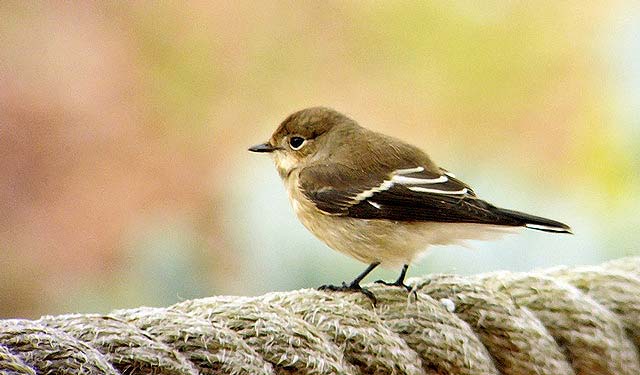 Pied Flycatcher