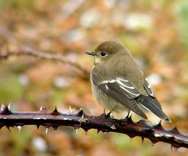 Pied Flycatcher