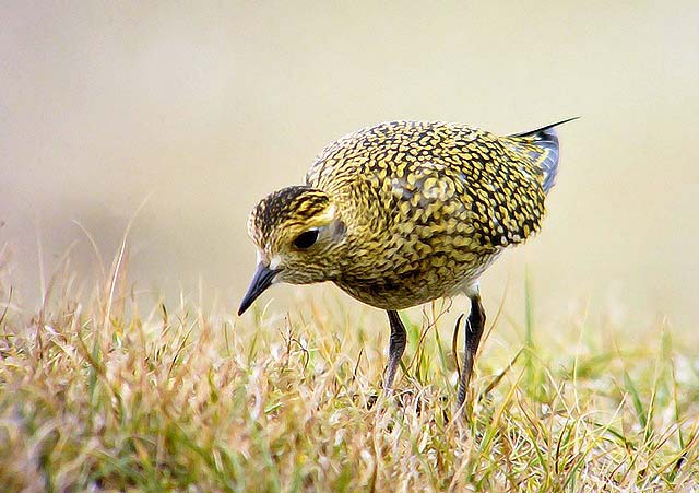 Golden Plover