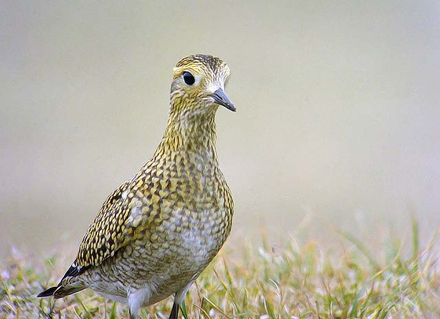 Golden Plover