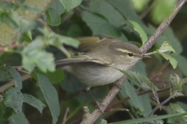 Greenish Warbler
