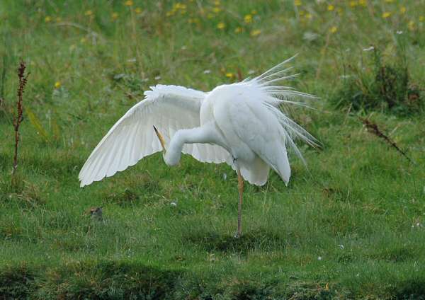 Great White Egret