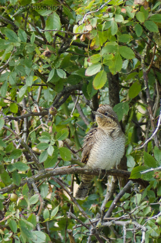 Wryneck