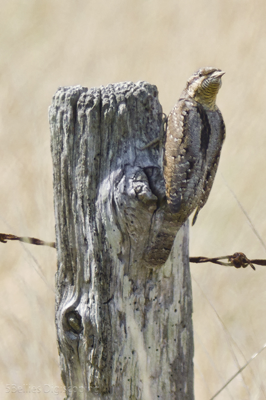 Wryneck