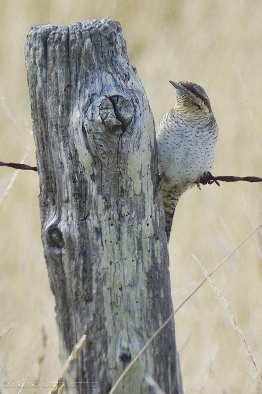 Wryneck