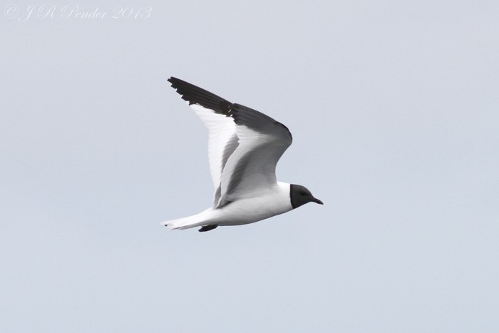 Sabine's Gull