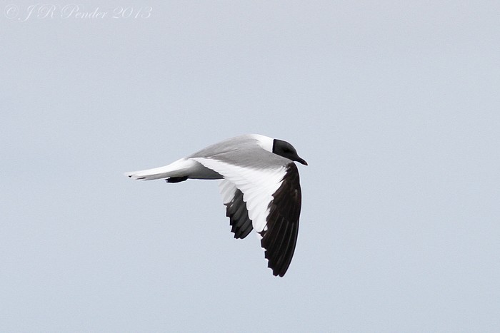 Sabine's Gull