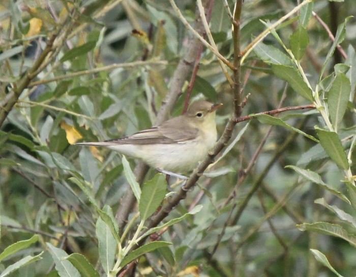 Icterine Warbler