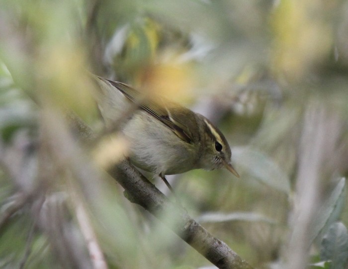 Greenish Warbler