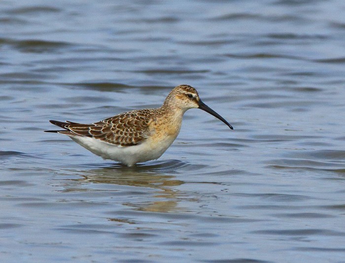 Curlew Sandpiper