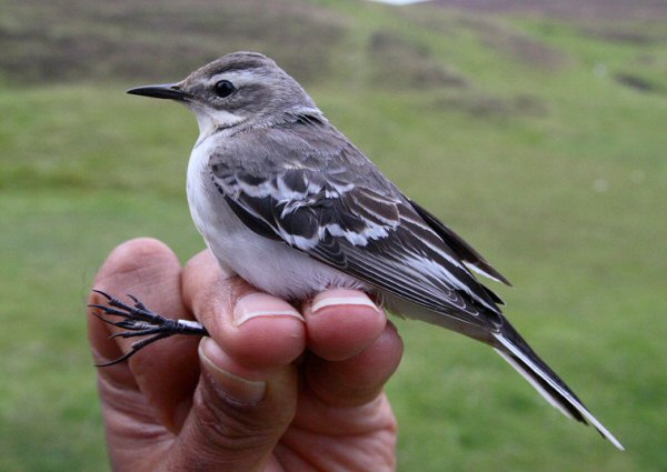 Citrine Wagtail