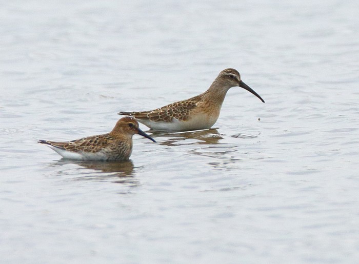 Curlew Sandpiper