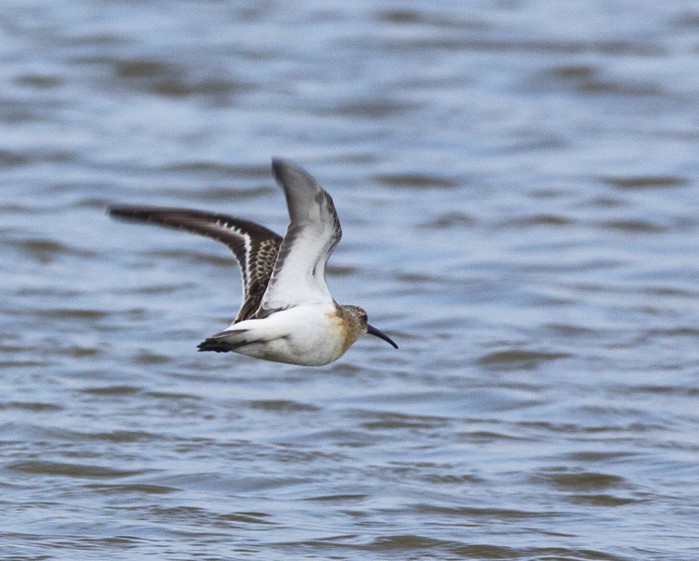 Curlew Sandpiper