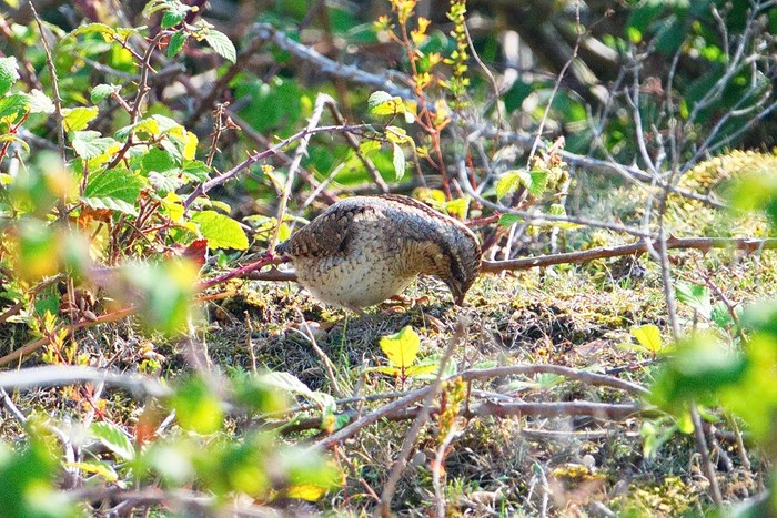 Wryneck