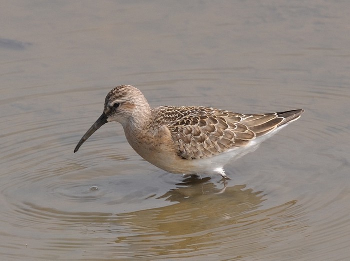 Curlew Sandpiper