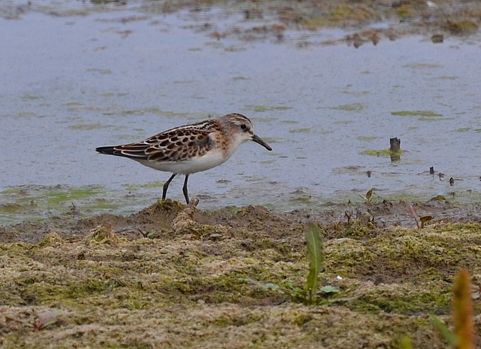 Little Stint