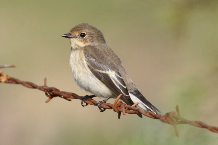 Pied Flycatcher