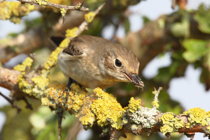 Pied Flycatcher