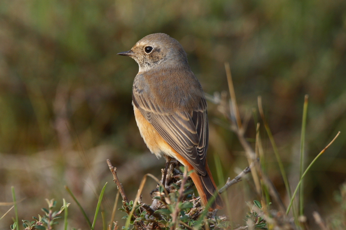 Redstart