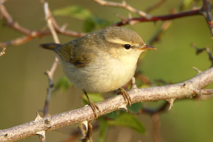 Greenish Warbler