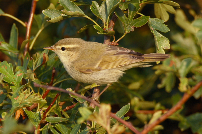 Greenish Warbler