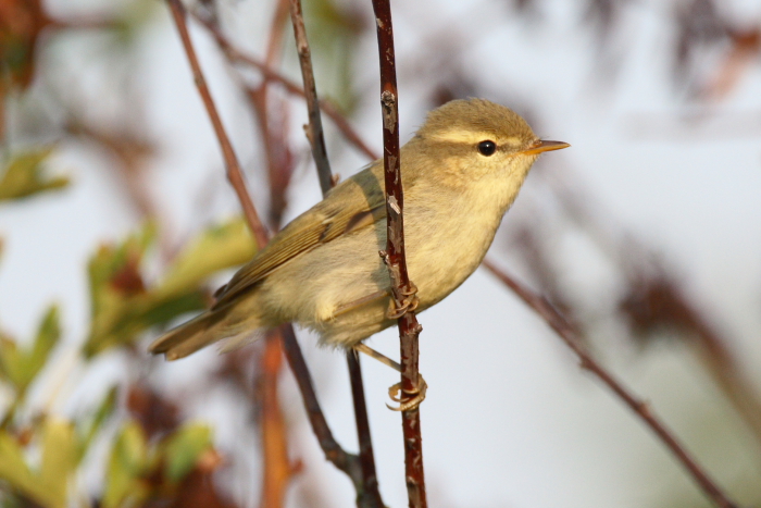 Greenish Warbler