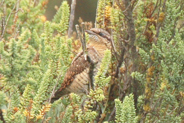 Wryneck