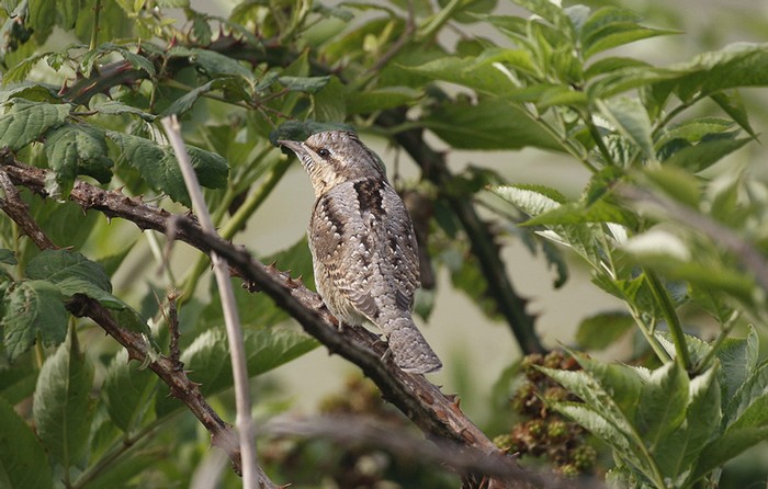 Wryneck