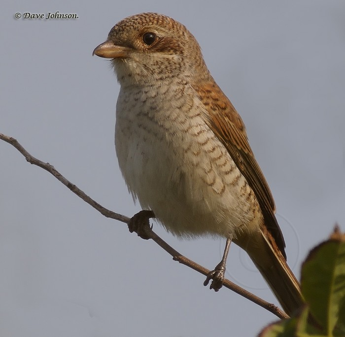 Red-backed Shrike