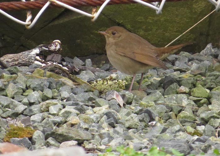 Thrush Nightingale