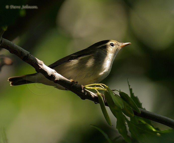 Arctic Warbler