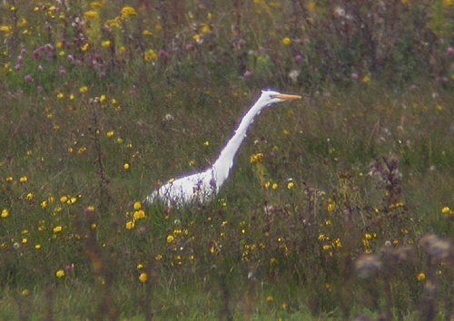 Great White Egret