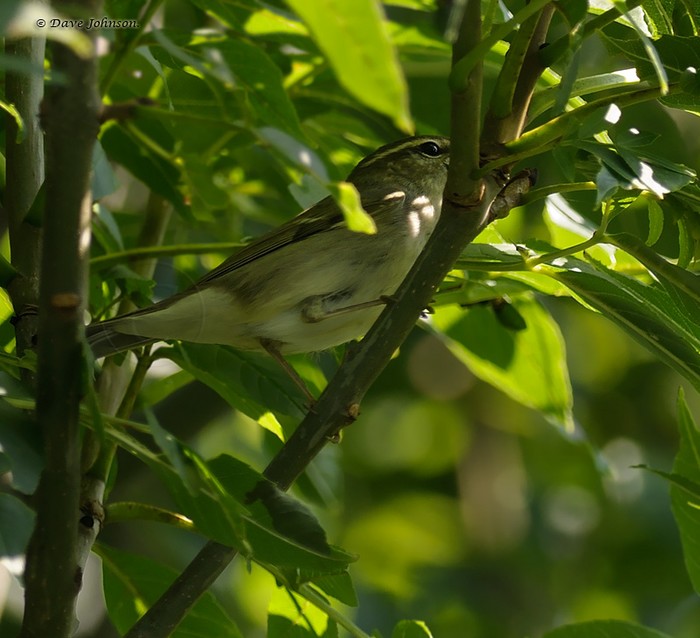 Arctic Warbler