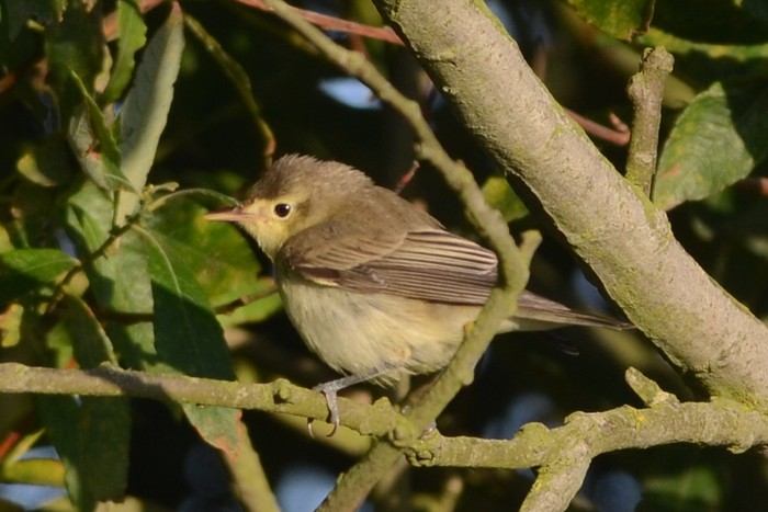 Icterine Warbler