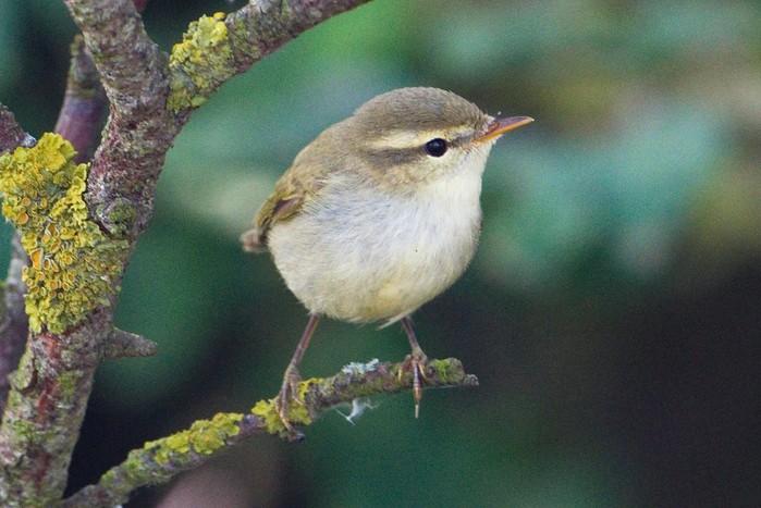 Greenish Warbler