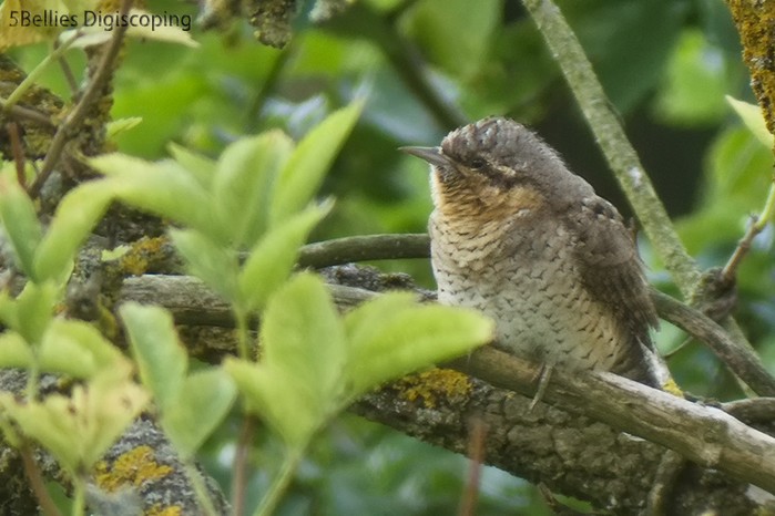 Wryneck