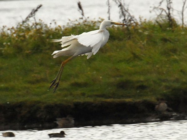 Great White Egret