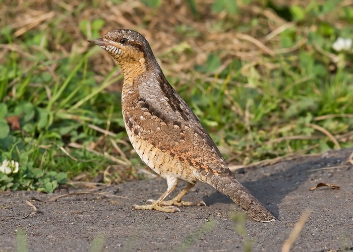 Wryneck