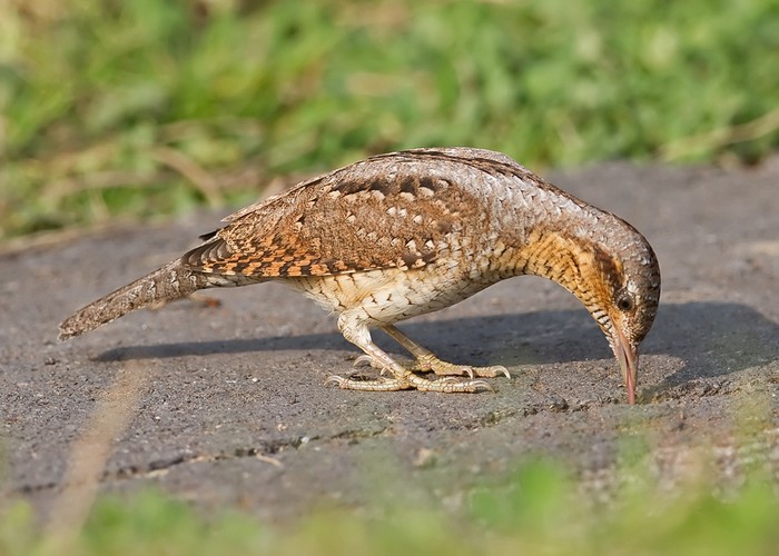 Wryneck