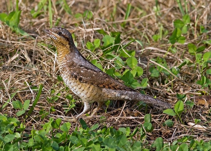 Wryneck